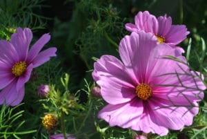 Cosmos in the Liz Stubbs Cutting Garden In Filberg Park