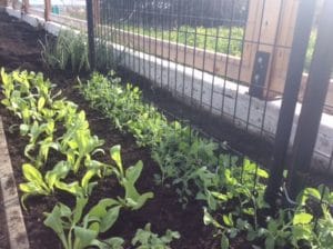 Filberg Cutting Garden Progress