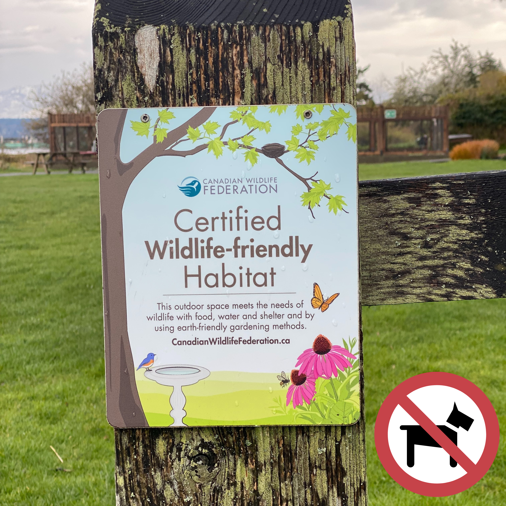 No Dogs allowed